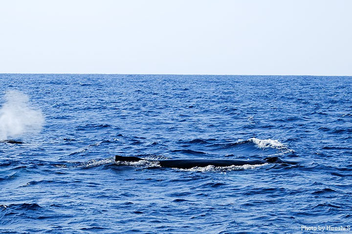 本部沖のザトウクジラ　左端にブローがみえる