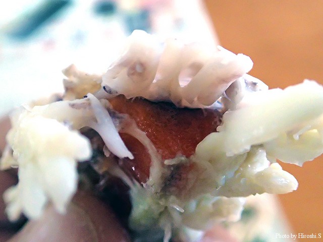 カツブシと呼ばれる蝦蛄の卵　珍味である