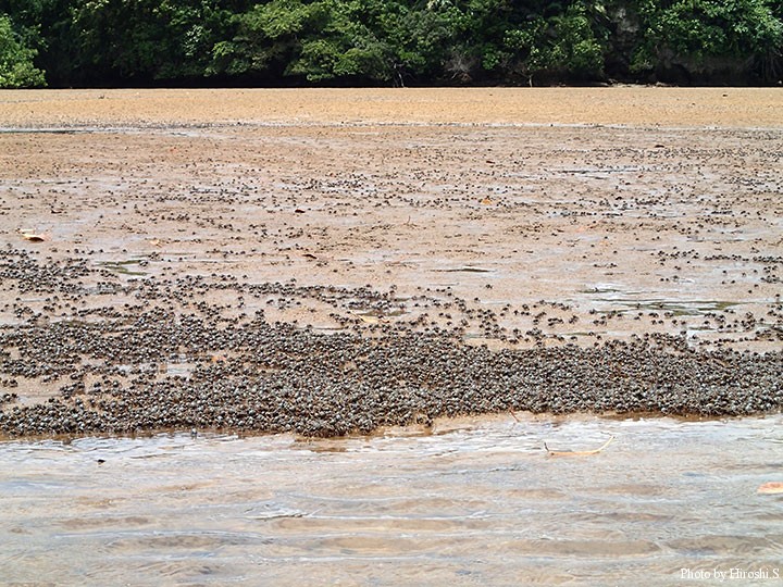 仲間川にて　干潮となり干上がった場所にミマミコメツギガニの大群が。黒く見えるのは全てカニである。