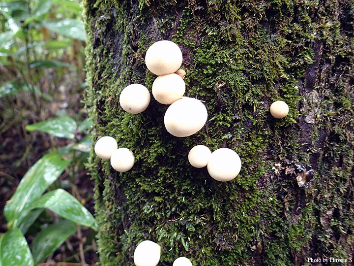 ホコリタケ　写真の様な幼菌は食用になるそうである。