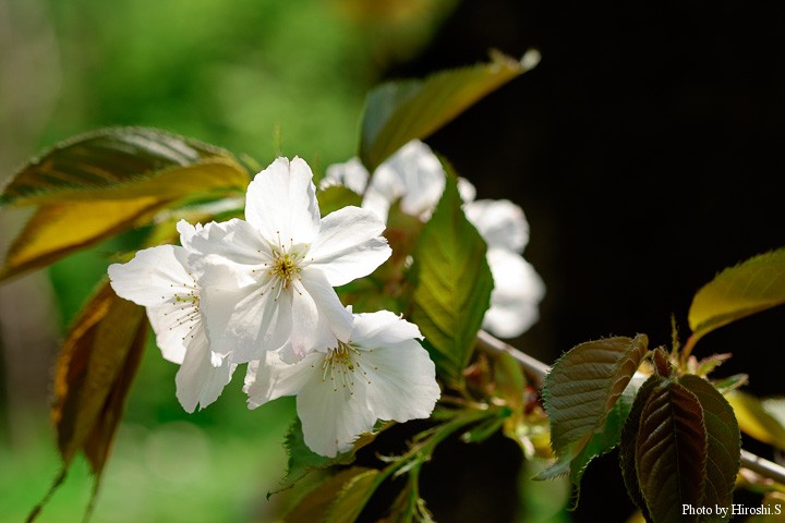 桜三種1