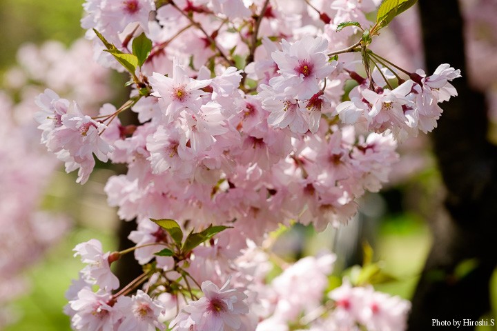 桜三種3