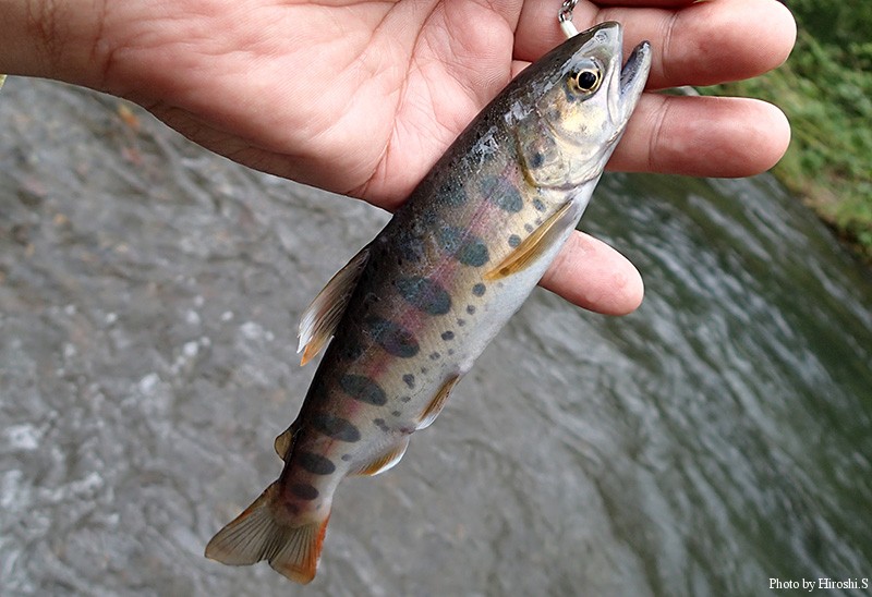 西別川のヤマメ　道南では新子サイズだが、恐らく二年魚だと思う。